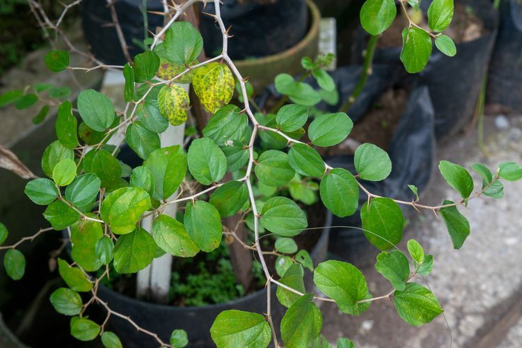 Ternyata Daun Bidara Banyak Manfaat Untuk Kesehatan, Salahsatunya Mengatasi Susah Tidur