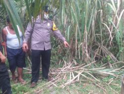 Pria Tewas Di ladang Sawit Diduga Tersambar Petir