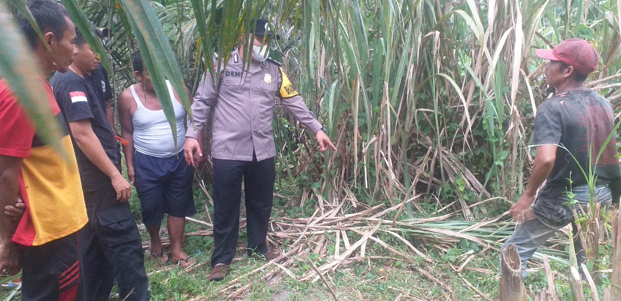 Pria Tewas Di ladang Sawit Diduga Tersambar Petir