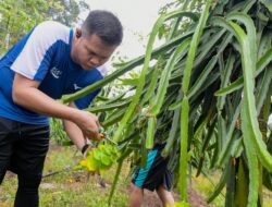 Wabup Sergai Bangun Ekonomi dengan Sentra Buah Naga