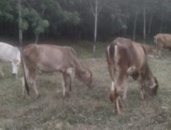 Lahan Perkebunan Jadi Jantung Usaha Bagi Peternak