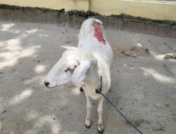 Maling Kambing Diciduk Warga, Aksi Ketahuan Saat Hendak Kabur