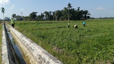 Irigasi Bagus Hasil Panen Meningkat, Petani Semangka Akui Kinerja Dambaan