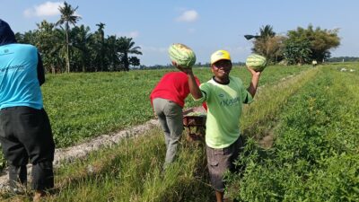 Irigasi Bagus Hasil Panen Meningkat, Petani Semangka Akui Kinerja Dambaan