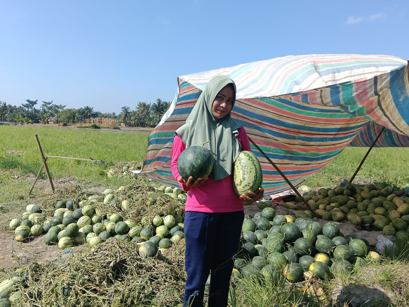 Irigasi Bagus Hasil Panen Meningkat, Petani Semangka Akui Kinerja Dambaan