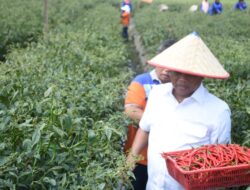 Membangun Masa Depan yang Gemilang: Kisah Sukses Sektor Pertanian di Kabupaten Sergai