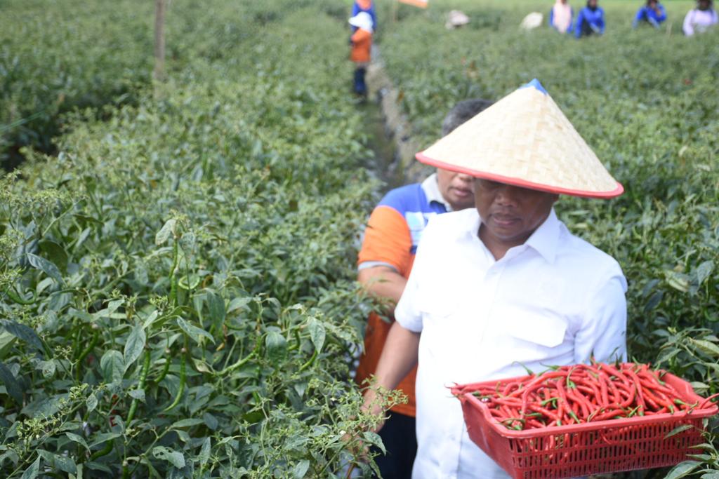 Bupati Darma Wijaya juga menekankan pentingnya peningkatan produksi sektor hortikultura. Pada 28 Februari 2024, Bupati Darma Wijaya mengikuti panen cabai merah di Desa Kerapuh Kecamatan Dolok Masihul. (Intarta/Diskominfo Sergai)