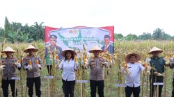 Di Polsek Padang Hulu, Kapolres Tebing Tinggi Pimpin Panen Raya Jagung Tahap I